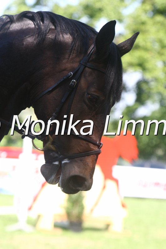 308M2198_FST Livius_Spring Mxx.JPG